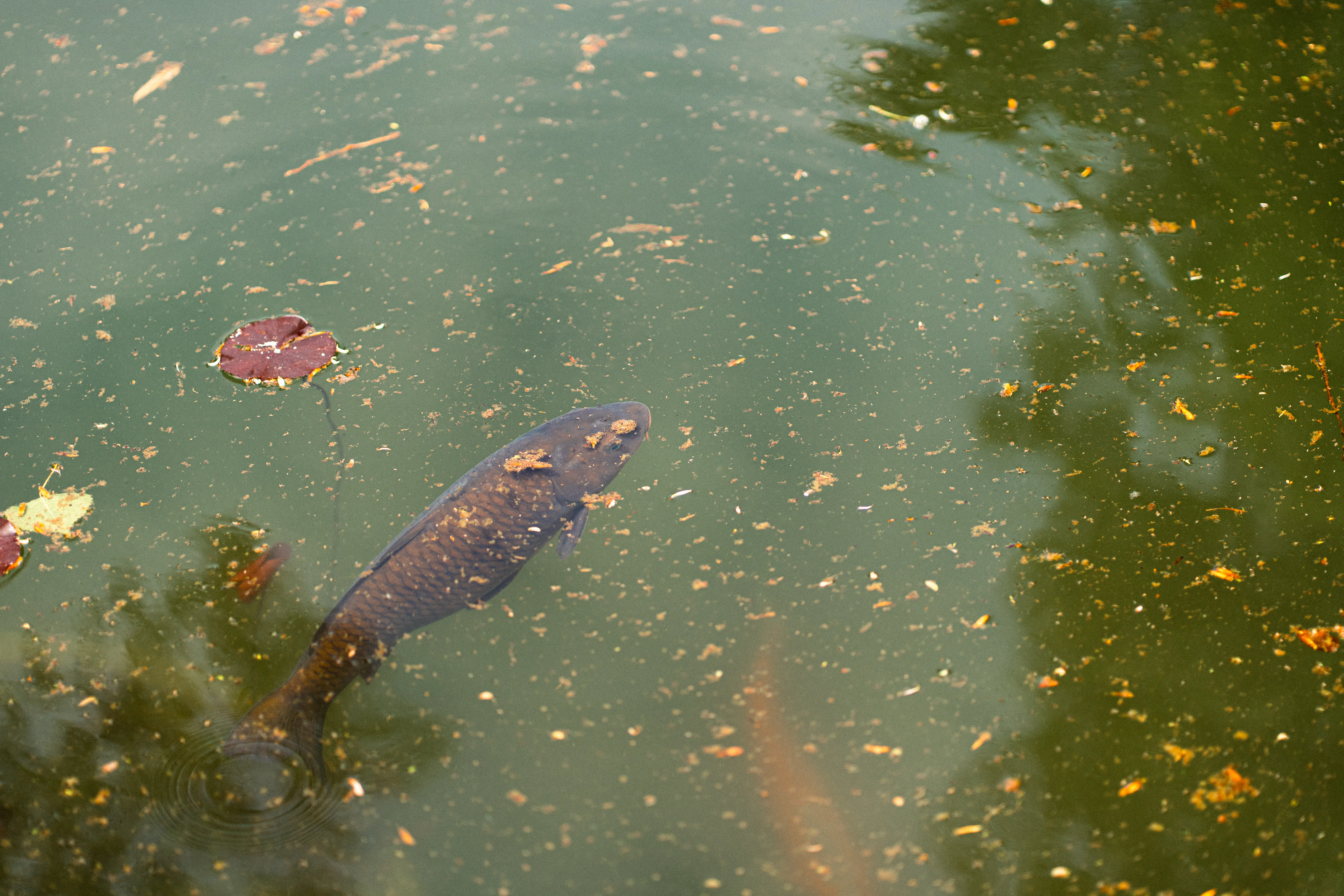 A fish swimming beneath the surface of a pond